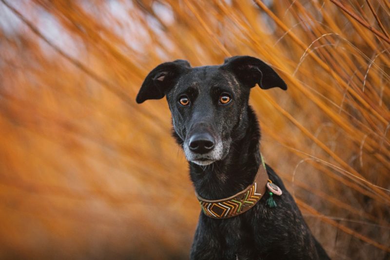 Windhund Halsband aus weichem Fettleder in oliv mit ethno muster